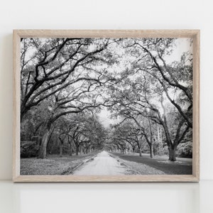 Savannah Tree Digital Photograph, Black and White Art, Wormsloe Plantation Photograph, Natural Wall Art