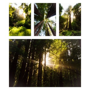 Muir Woods National Monument Digital Print Collection, Redwood Forrest Photograph, Tree Art, Forrest Photograph, Landscape Photograph
