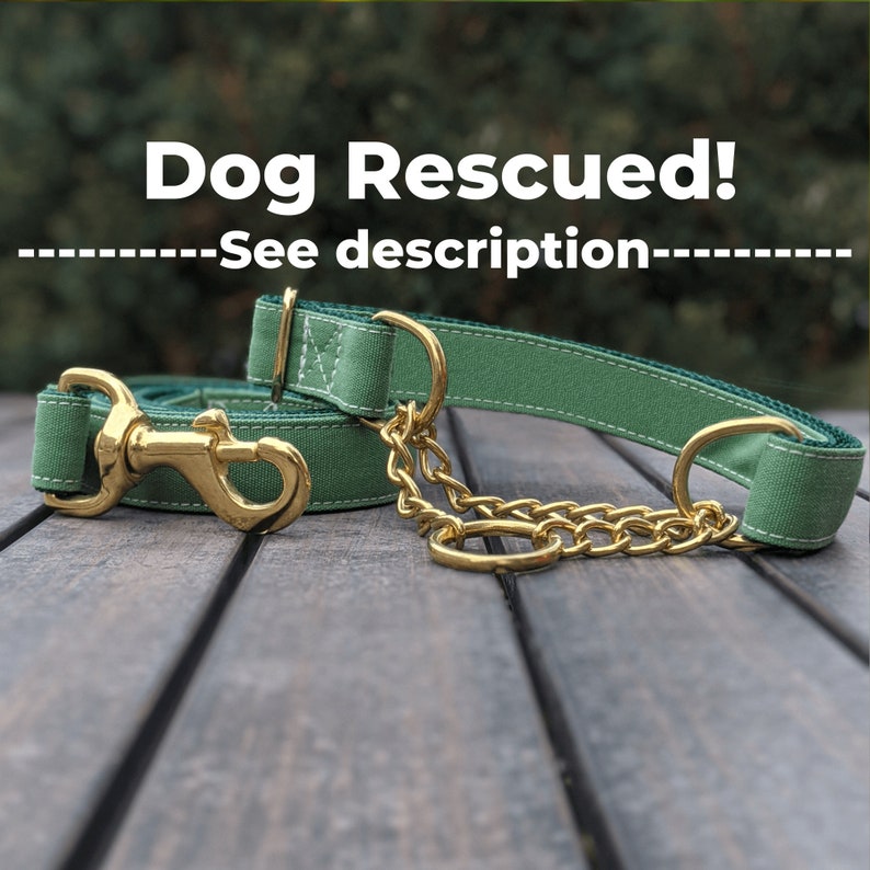 Comes with Rescue VIDEO Green Martingale and Leash set Gold Chain See Description