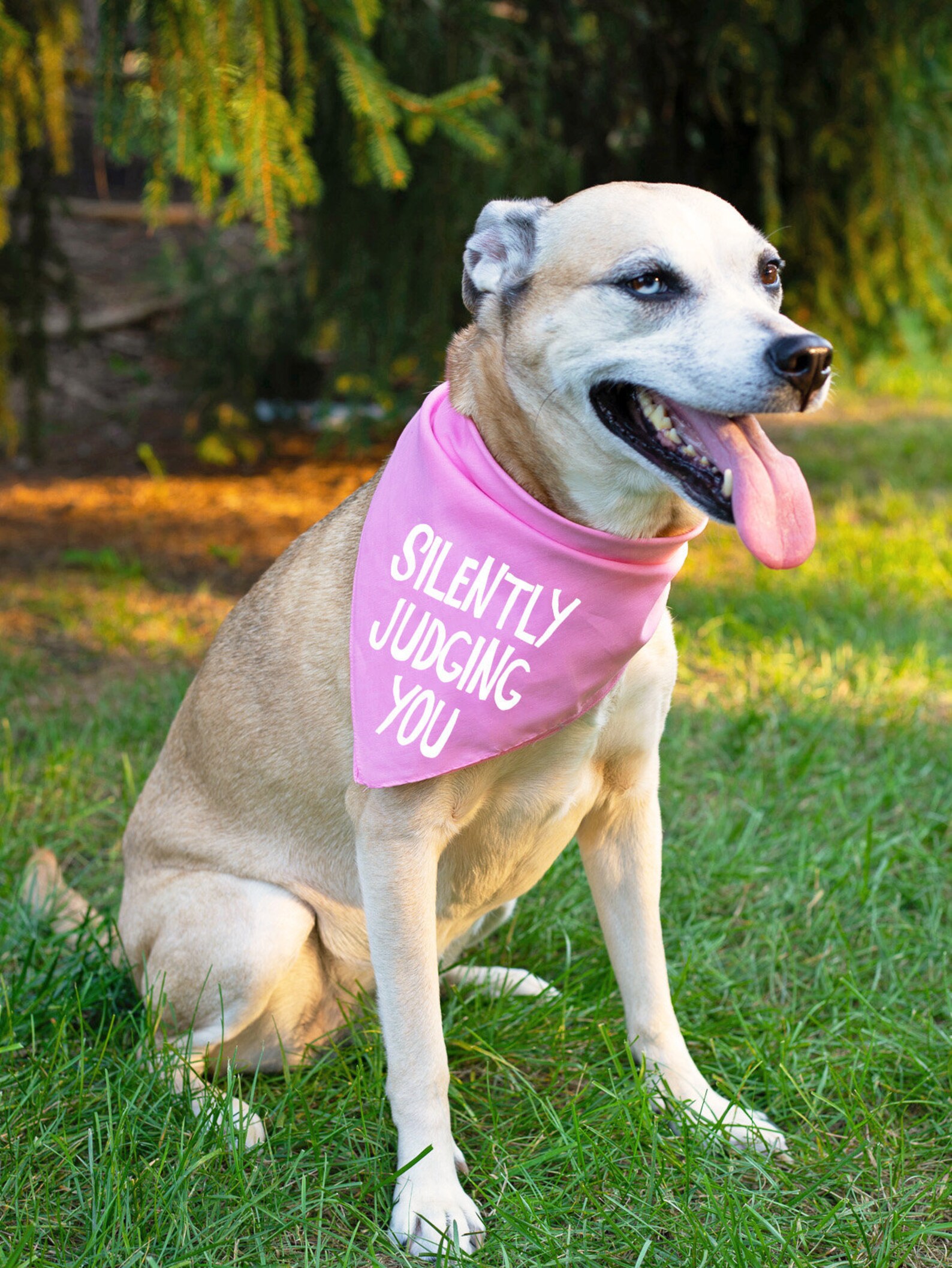 Silently Judging You Dog Bandana Funny Dog Scarf Judgy Dog Etsy