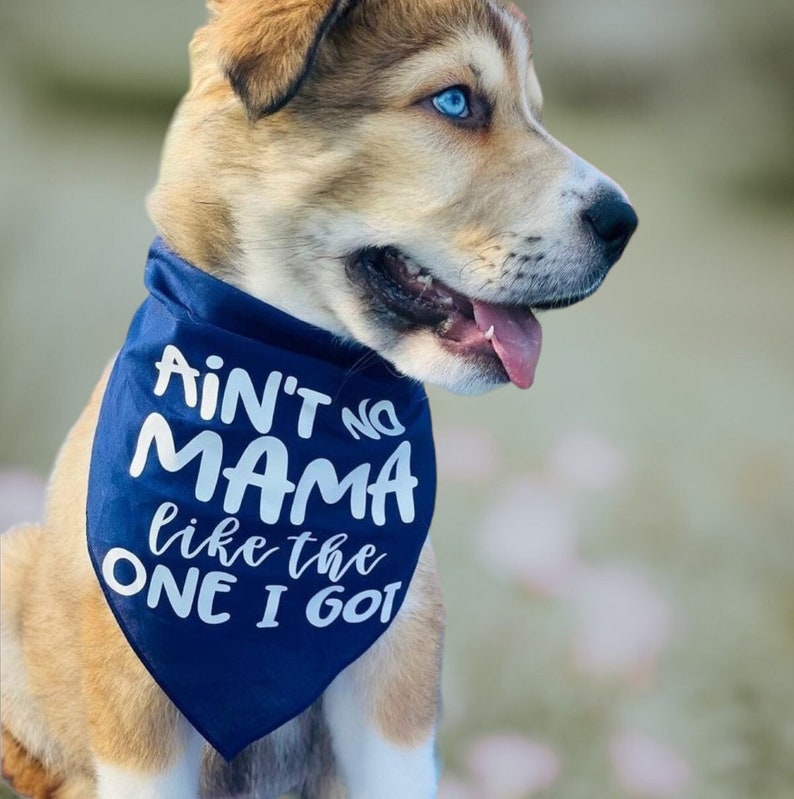 A Husky puppy wearing a blue dog bandana with the words "Ain't No Mama Like The One I Got" on the front.