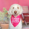 CLEARANCE - FAST SHIP! On Wednesdays We Wear Pink Dog Bandana | Funny Dog Bandana | Mean Girls Dog Owner Gift