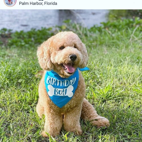 Dog Bandana It's My 1st Birthday Birthday Bandana Etsy