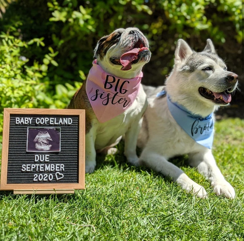 Pregnancy Announcement Dog Bandana Baby Announcement Dog Etsy