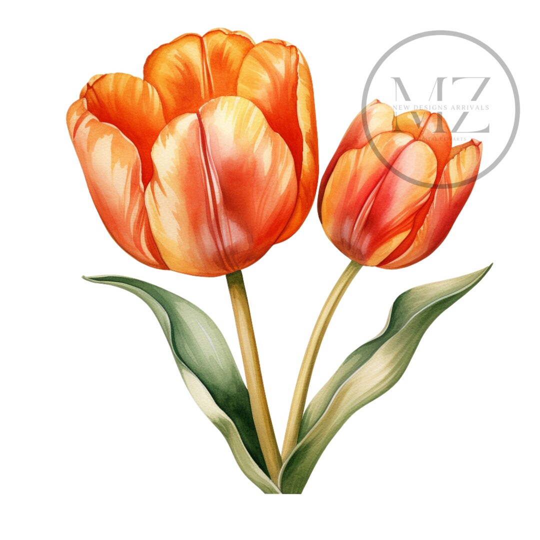 Orange Tulip Clipart 12 High Quality Pngs Digital Download Great for
