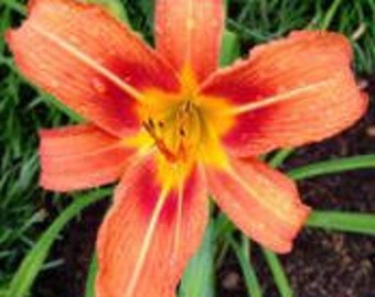 Summer Sale!!! Daylily – Fulva (Ditch Daylily) - Hemerocallis – Double fan– live plants