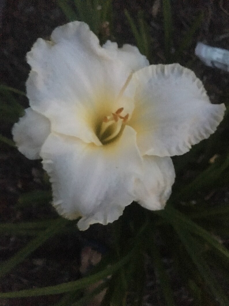 Reblooming Hemerocallis Double fan live plant EARLY SNOW DAYLILY
