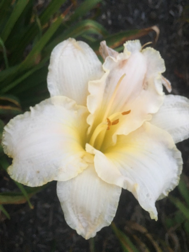 Reblooming Hemerocallis Double fan live plant EARLY SNOW DAYLILY