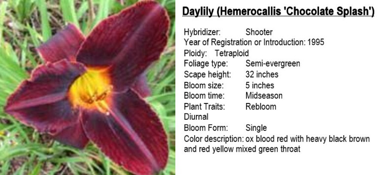 Hemerocallis \u2013 Double fan \u2013 live plant DAYLILY \u2013 CHOCOLATE SPLASH \u2013 Reblooming
