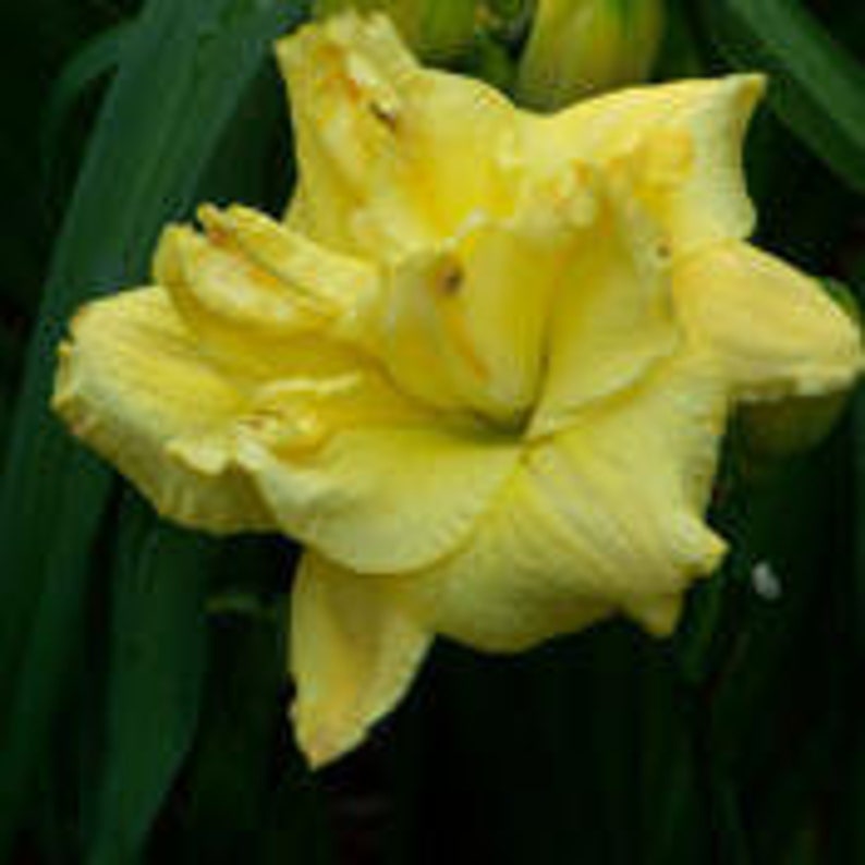Hemerocallis \u2013 Double fan \u2013 live plant DAYLILY \u2013 CHOCOLATE SPLASH \u2013 Reblooming