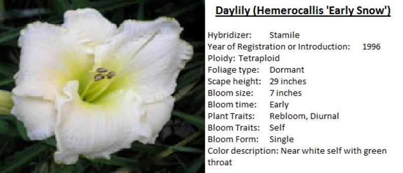 Reblooming Hemerocallis Double fan live plant EARLY SNOW DAYLILY