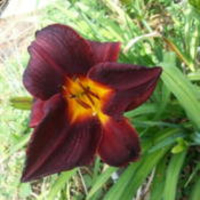 Hemerocallis \u2013 Double fan \u2013 live plant DAYLILY \u2013 CHOCOLATE SPLASH \u2013 Reblooming