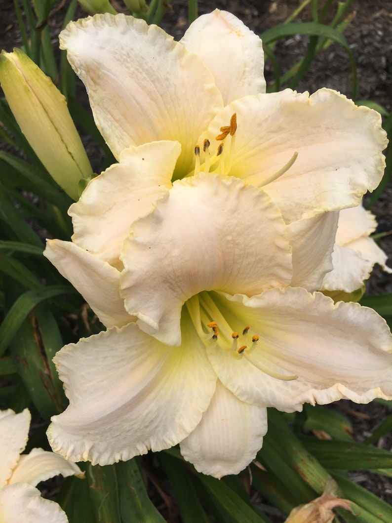 Reblooming Hemerocallis Double fan live plant EARLY SNOW DAYLILY