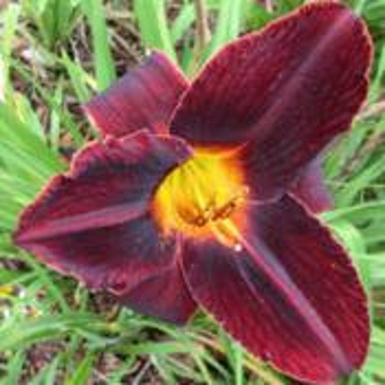 Hemerocallis \u2013 Double fan \u2013 live plant DAYLILY \u2013 CHOCOLATE SPLASH \u2013 Reblooming