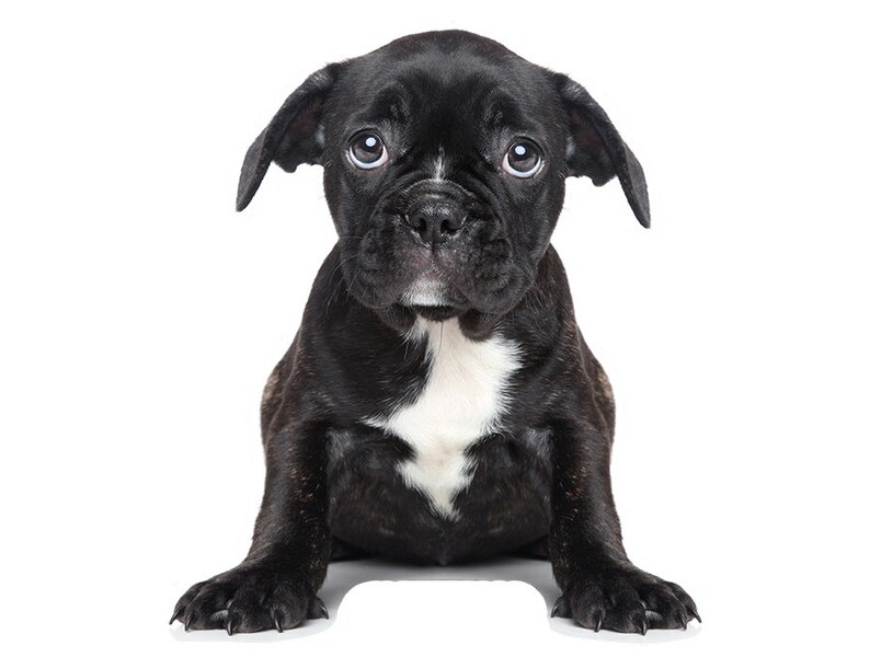 Wall decor animal with DOG nursery wall art kids room Etsy