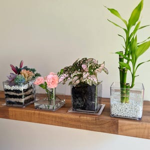 Pode incluir: Quatro vasos quadrados de vidro transparente com várias plantas numa prateleira de madeira. As plantas incluem suculentas, cravos cor-de-rosa, uma planta de bolinhas e bambu.