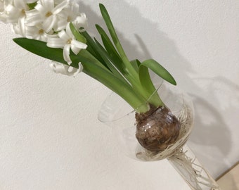 Hyacinth jar