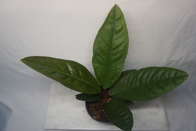 Anthurium Superbum Birds Nest Anthurium Live Plant Etsy