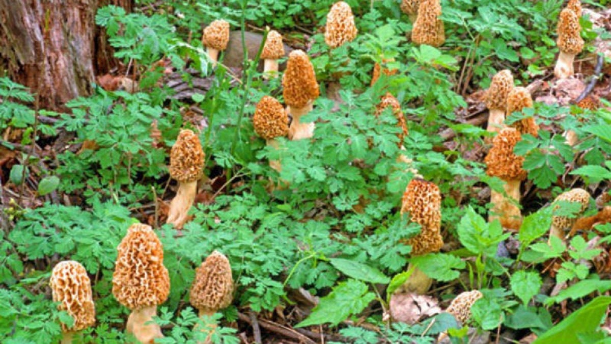 Morel Mushroom Spores in Liquid Garden Mushroom Seed Grow Kit Etsy