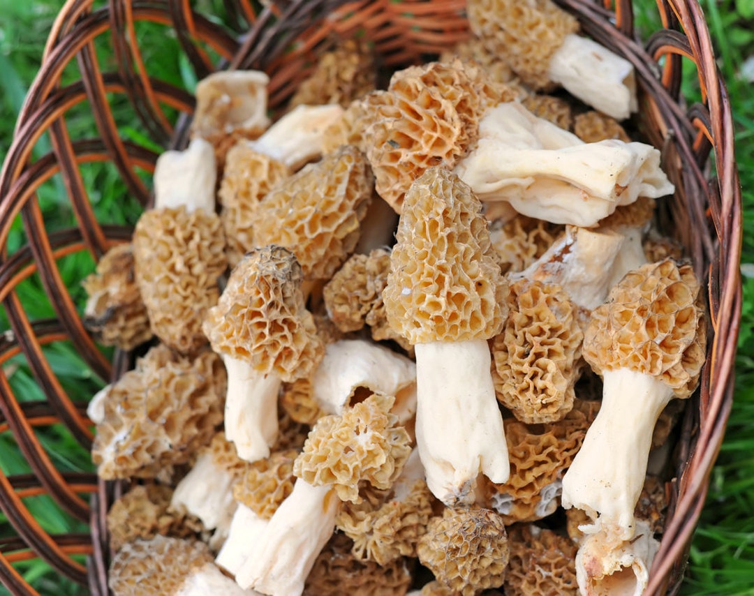 Morel Mushroom Spores in Sawdust Bag Garden Mushroom Seed Spore Grow