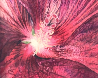 Hibiscus