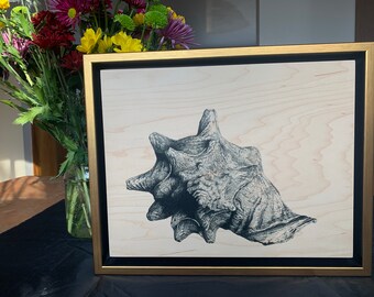 Conch Shell