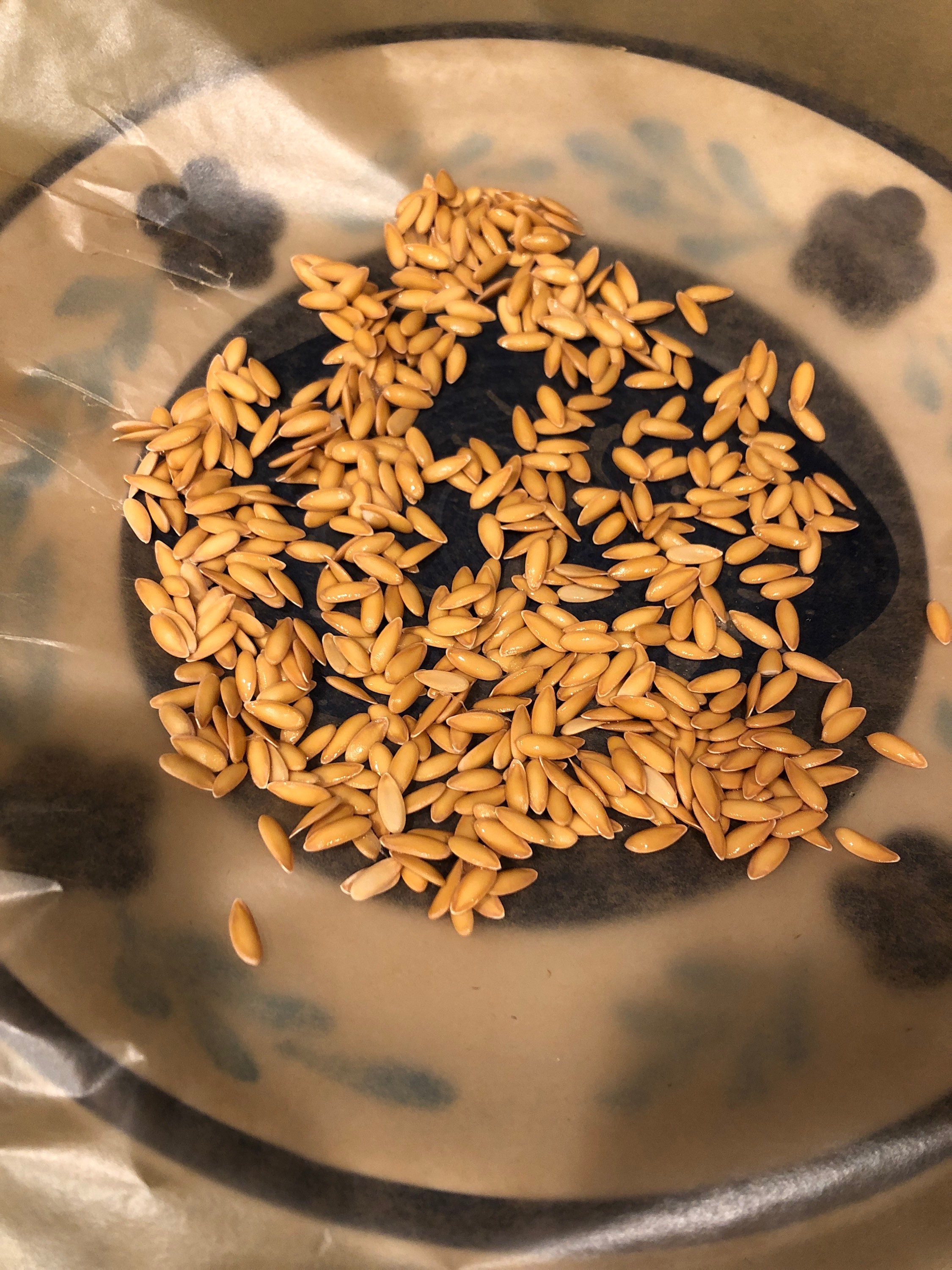 Dino Melon Seeds 20 Etsy