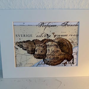 Aquarelle sérigraphiée sur carte nautique coquille maritime escargot mer Baltique Mer du Nord