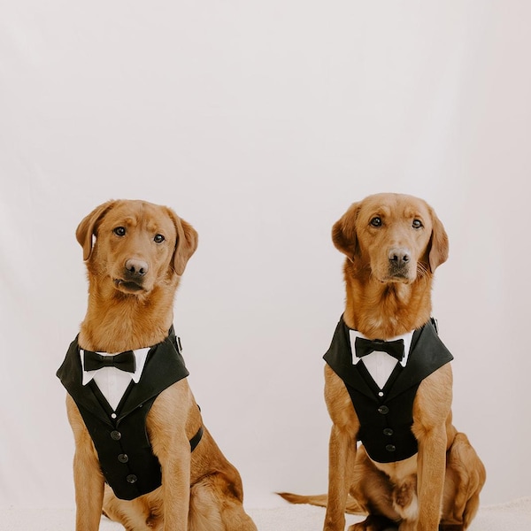 Black Dog Suit Harness: Wedding Ring Bearer Attire