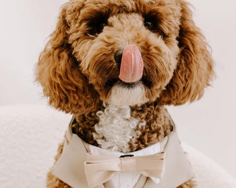 Sand Dog Suit Harness, Ring Bearer Tux