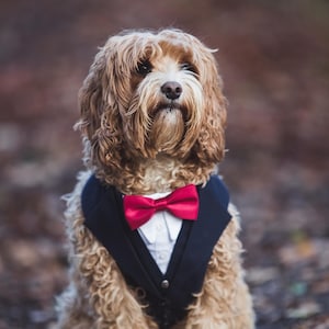 Ready to ship Navy Dog Suit, Dog Wedding Attire ,Dog Ring Bearer , Dog Tuxedo, Dog Suit Harness, Wedding Dog Harness, Suit For Dog image 2