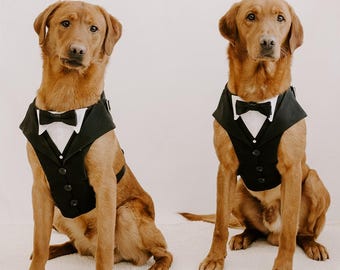 May include: Two golden-brown dogs sitting side by side, each wearing a black tuxedo-style vest with a white shirt collar insert and a small black bow tie. The vests feature a V-neckline, a row of three small black buttons, and a structured lapel design.