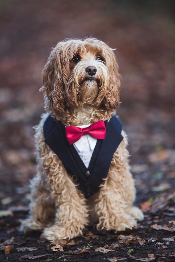Dog Suit Dog Wedding Attire Dog Ring Bearer Dog Tuxedo | Etsy