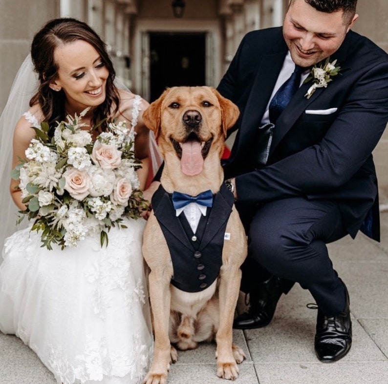 Ready to ship Navy Dog Suit, Dog Wedding Attire ,Dog Ring Bearer , Dog Tuxedo, Dog Suit Harness, Wedding Dog Harness, Suit For Dog image 1