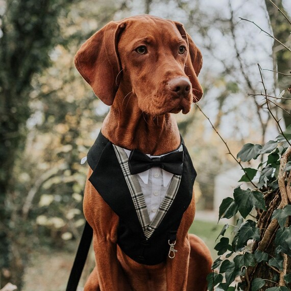 Dog Suit Dog Wedding Attire Dog Ring Bearer Dog Tuxedo Etsy