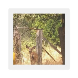 Canvas Photo Tile Deer at Garden gate original photograph  wildlife  wall decor