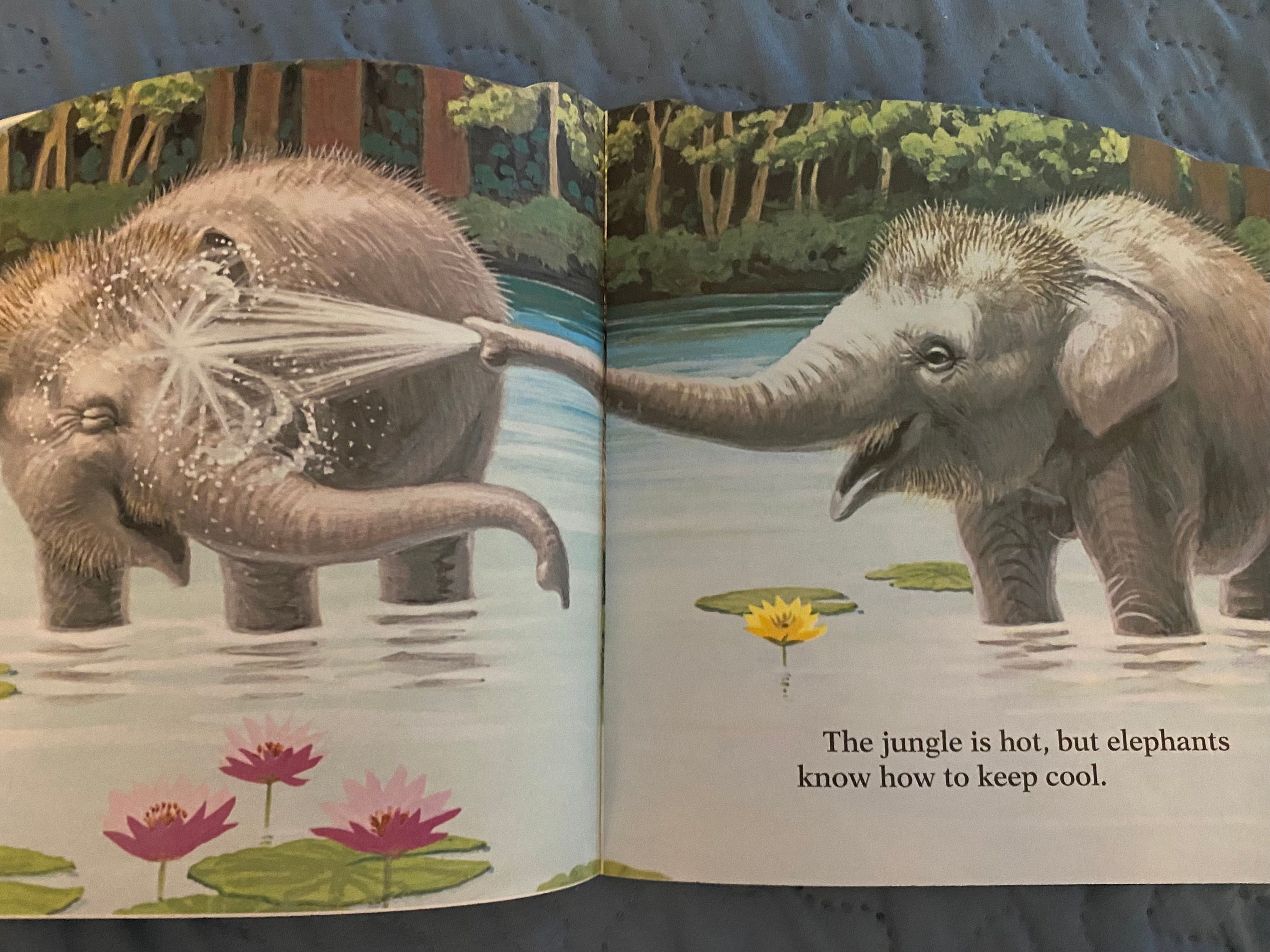 Baby Wild Animals Golden Book 1997 Etsy