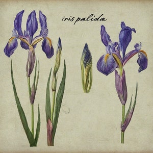 May include: A botanical illustration of Iris pallida, a type of iris with purple and yellow flowers. The illustration shows the flower in various stages of growth, including a bud, a fully opened flower, and a seed pod.