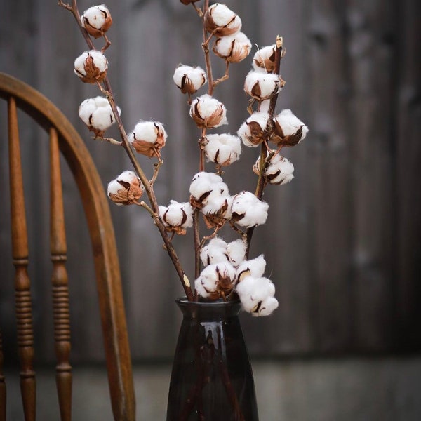 Dried Cotton Stems/ Gossypium /Katoen/ Fluffy Cotton /Natural Dried Flower/ Home Decorations Flower/ Home Gift Christmas/ Housewarming Gift