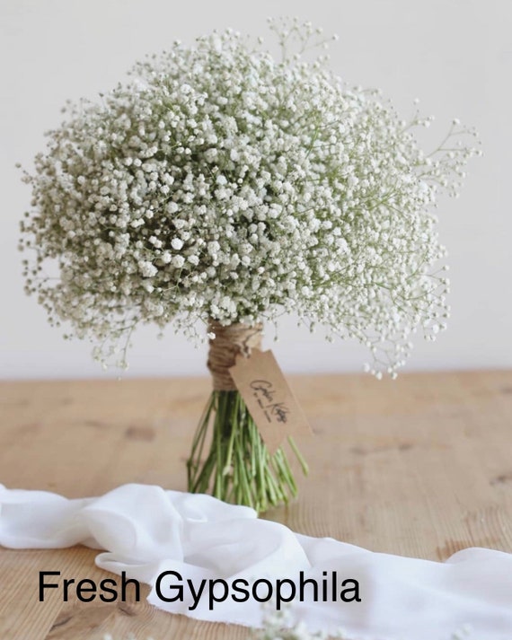 Great Choice Products 200 Pcs Dried Baby's Breath Flowers Preserved Baby's Breath Pressed Gypsophila Bouquet Natural Gypsophila Branches for Weddin