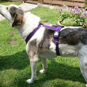 Puede incluir: Un perro blanco y gris con un arnés morado con una hebilla negra. El perro está de pie sobre hierba verde.
