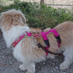 Peut inclure: Un petit chien blanc et brun portant un harnais rose avec des sangles noires et une étiquette jaune et verte qui dit "3021 47280".