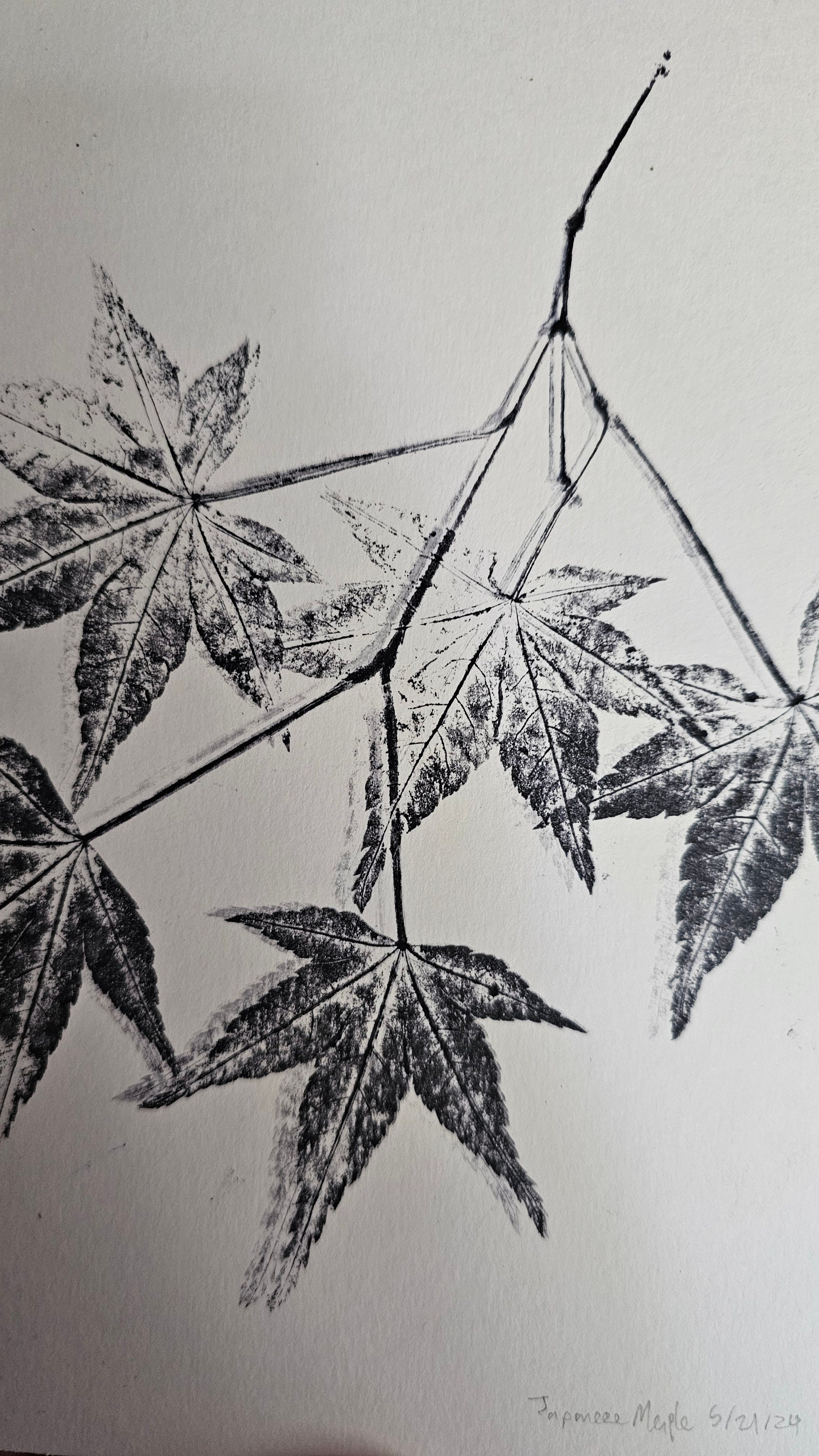 Japanese Maple Pressed Leaf Print - Etsy
