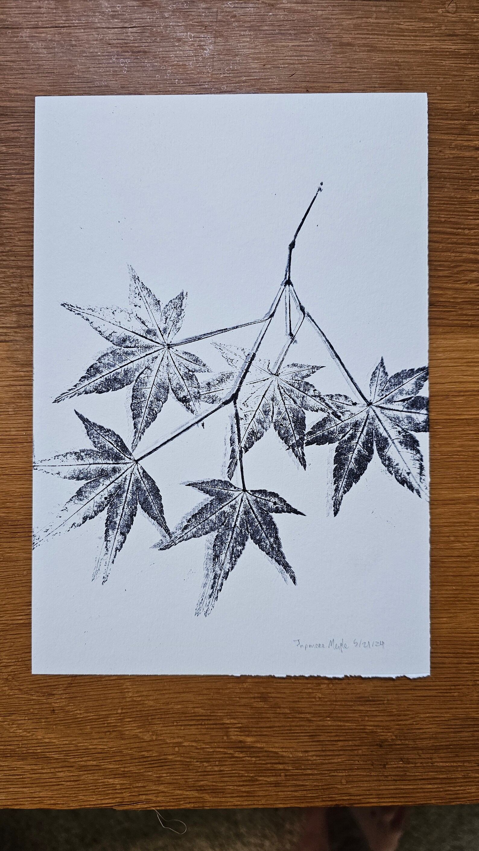 Japanese Maple Pressed Leaf Print - Etsy