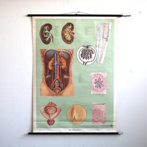 Schulwandkarte 1959 Lehrtafel Niere und Blase
