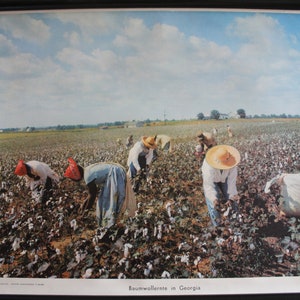 Quadro da parete della scuola, pannello didattico, rotolo con immagine raccolta cotone