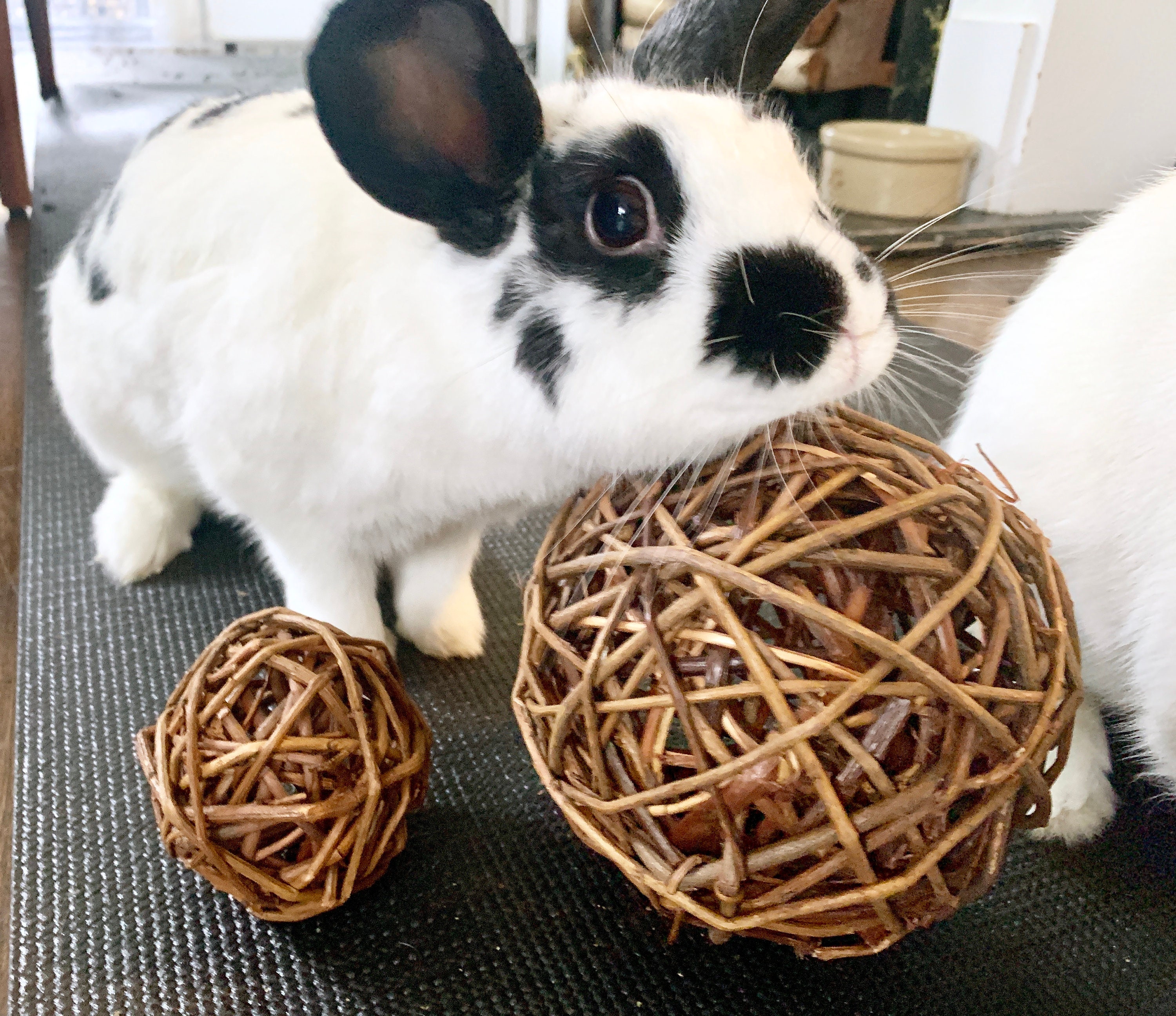 willow balls for guinea pigs