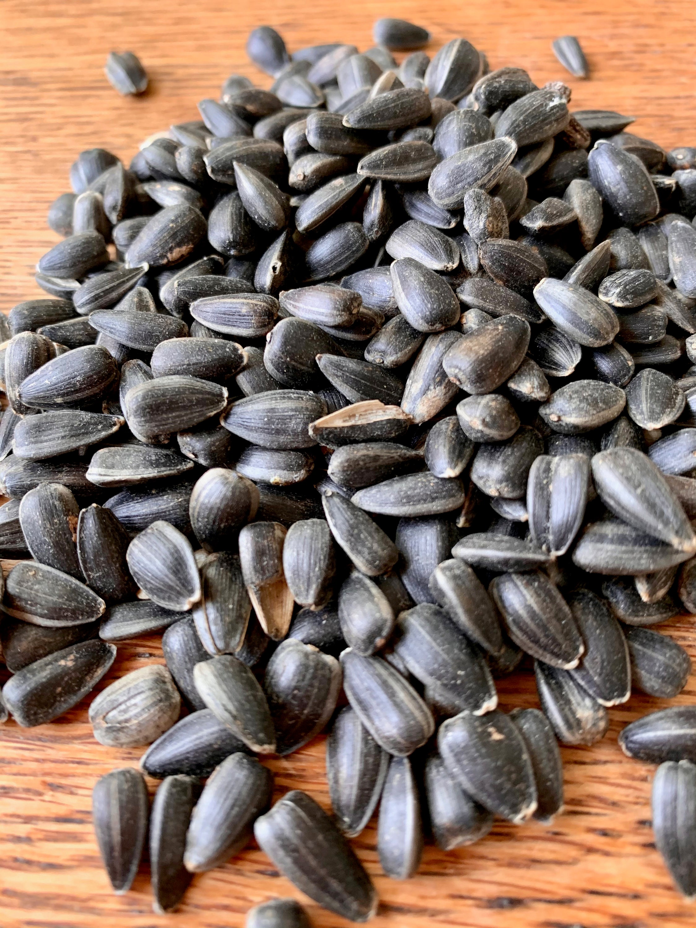 Black Oil Sunflower Seeds natural aid for a healthy molt 6 Etsy België