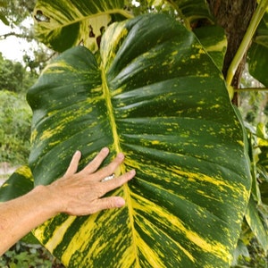 Epipremnum,aureum,Giant Hawaiian, Golden Pothos cuttings(10) 15-18"
