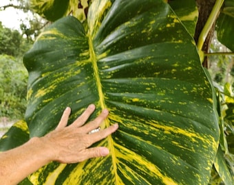 Epipremnum,aureum,Giant Hawaiian, Golden Pothos cuttings(10) 15-18"